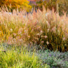 Prairie Junegrass Seeds – Koeleria Macrantha June Crested Hair Grass Flower