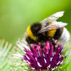200 Great BURDOCK Arctium Lappa (Edible Burdock / Cockle-Button / Beggar's Buttons) HERB Flower Seeds