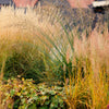 Prairie Junegrass Seeds – Koeleria Macrantha June Crested Hair Grass Flower – photo 3