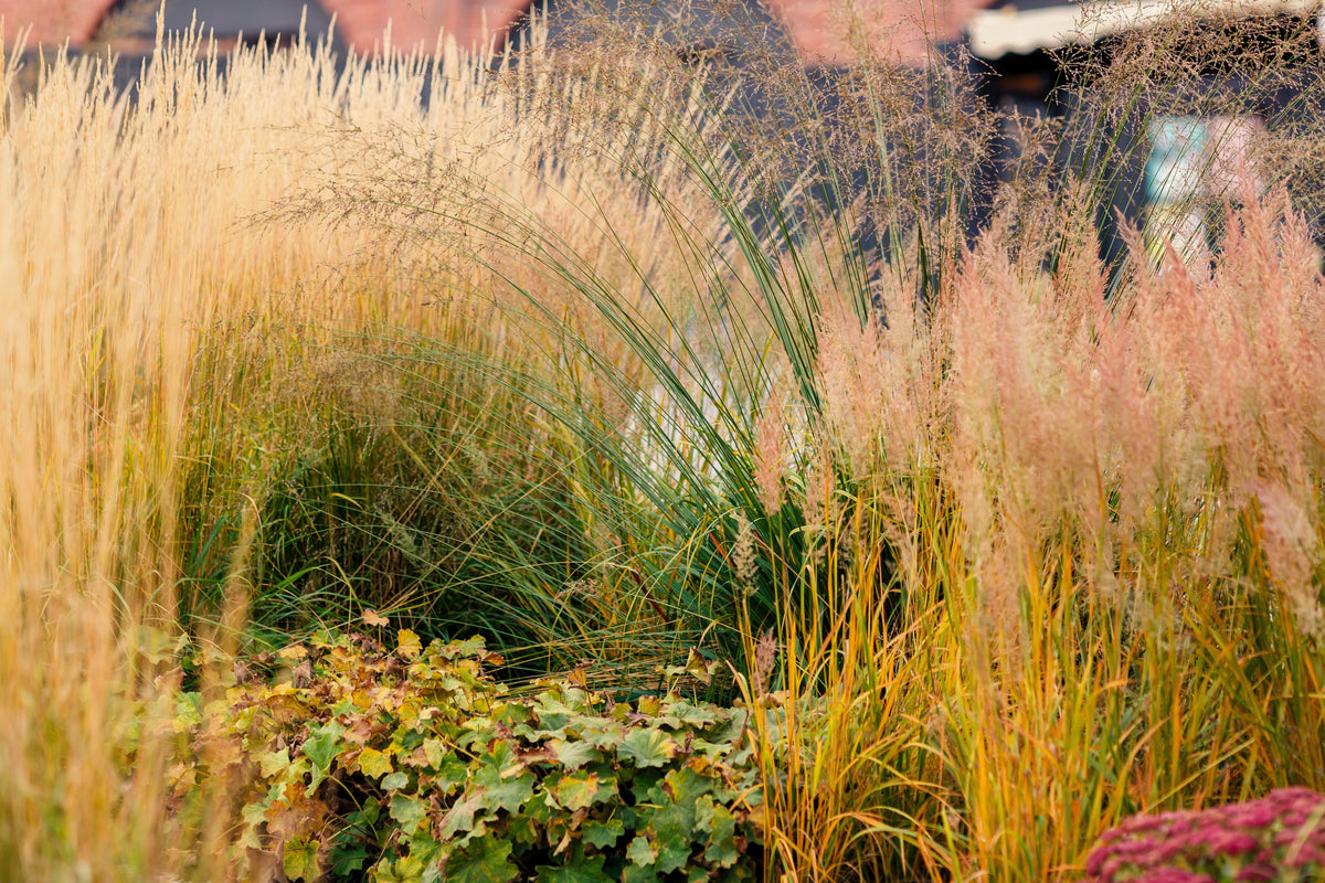 Prairie Junegrass Seeds – Koeleria Macrantha June Crested Hair Grass Flower – photo 3