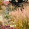Prairie Junegrass Seeds – Koeleria Macrantha June Crested Hair Grass Flower – photo 2