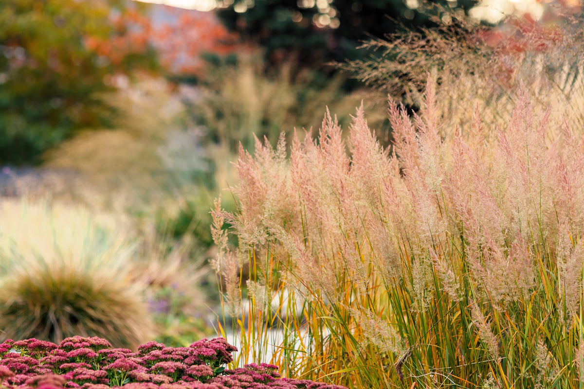 Prairie Junegrass Seeds – Koeleria Macrantha June Crested Hair Grass Flower – photo 2