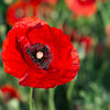 Red American Legion (Corn / Shirley / Flanders) Poppy Papaver Rhoeas Flower Seeds – photo 7