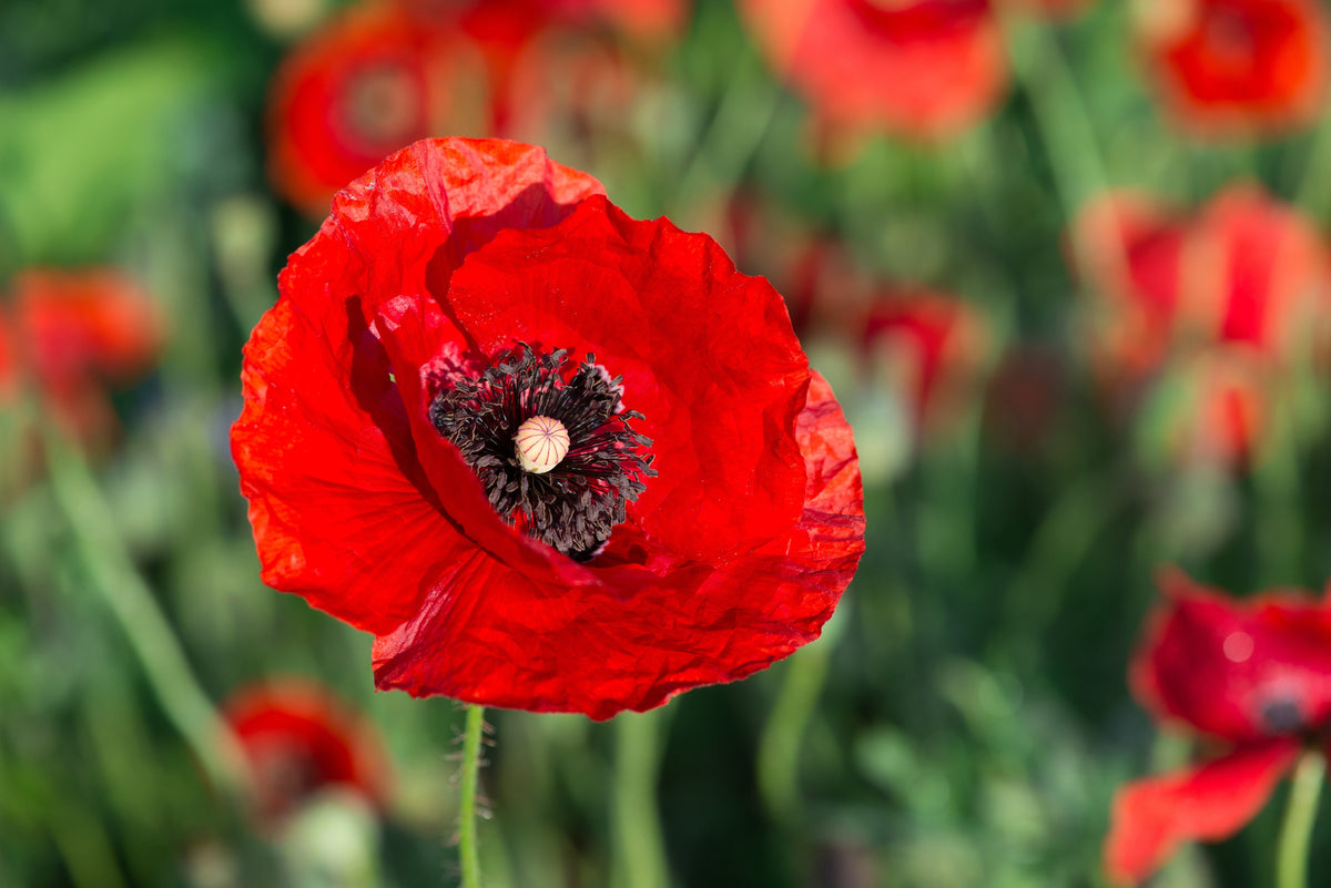 Red American Legion (Corn / Shirley / Flanders) Poppy Papaver Rhoeas Flower Seeds – photo 7