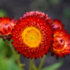 100 Red FIRE BALL STRAWFLOWER Helichrysum Monstrosum Flower Seeds