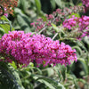Mixed Colors Butterfly Bush Buddleja Davidii Flower Shrub Seeds – photo 11
