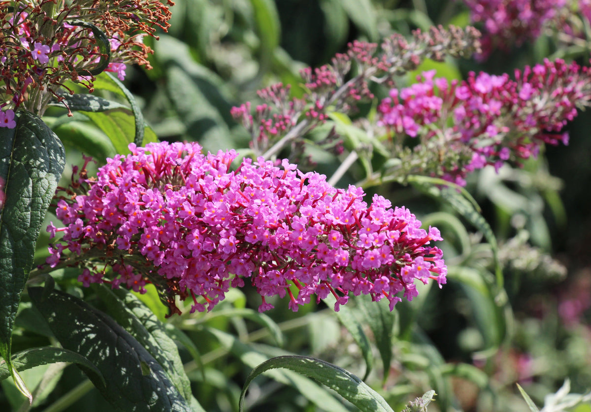 Mixed Colors Butterfly Bush Buddleja Davidii Flower Shrub Seeds – photo 11