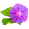 100 GRANDPA OTT MORNING GLORY Ipomoea Purpurea Flower Vine Seeds
