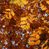 Golden Rain Tree Seeds – Goldenrain Koelreuteria Paniculata Yellow Flower – photo 11