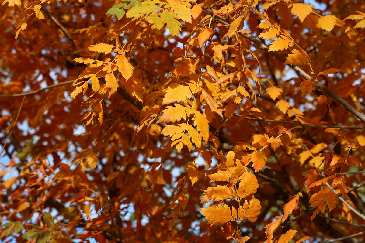 Golden Rain Tree Seeds – Goldenrain Koelreuteria Paniculata Yellow Flower – photo 11
