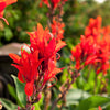 5 RED CANNA LILY Indian Shot Canna Indica Flower Seeds