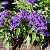 50 Blue MARINE HELIOTROPE Heliotropium Arborescens Flower Seeds