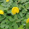 15 Seeds ' JUMBO ' VIRGINIA PEANUT Arachis Hypogaea Perennial Nut Plant