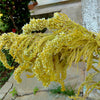 100 Pastel AUTUMNS TOUCH AMARANTHUS Cruentus Bronze Coral Apricot Flower Seeds