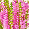50 PINK Showy OBEDIENT PLANT (False Dragon Head) Physostegia Virginiana Flower Seeds