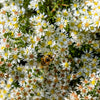100 WHITE HEATH ASTER Prairie Ericoides Flower Seeds