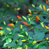 50 TABASCO PEPPER Hot Red Capsicum Fruitescens Vegetable Seeds