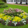 Heirloom Mixed Colors Nicotiana Seeds – (Ornamental Flowering Tobacco) Nicotiana Alata Flower – photo 14