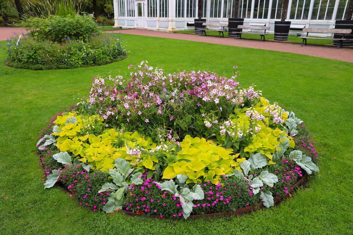 Heirloom Mixed Colors Nicotiana Seeds – (Ornamental Flowering Tobacco) Nicotiana Alata Flower – photo 14