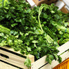 1000 GIANT ITALIAN Flat Leaf PARSLEY Petroselinum Crispum Neapolitanum Herb Vegetable Flower Seeds