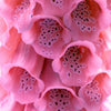 1000 PINK FOXGLOVE Digiitalis Purpurea Flower Seeds