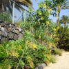 250 TREE TOBACCO Nicotiana Glauca Yellow Trumpet Flower Herb Shrub Seeds