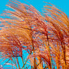 10 RED MAIDEN GRASS Miscanthus Sinensis Plumes Ornamental Flower Seeds