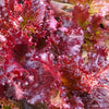 Ruby Leaf Lettuce Seeds – Red Loose Leaf Heirloom Lactuca Sativa Vegetable – photo 2