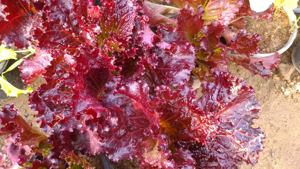 Ruby Leaf Lettuce Seeds – Red Loose Leaf Heirloom Lactuca Sativa Vegetable – photo 2