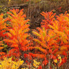 30 FLAMELEAF SUMAC TREE Shining Dwarf Winged Rhus Schmaltzia Copallina Seeds