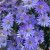 Heart Leaved Aster Seeds – Cordifolius Blue Wood Aster Flower – photo 9