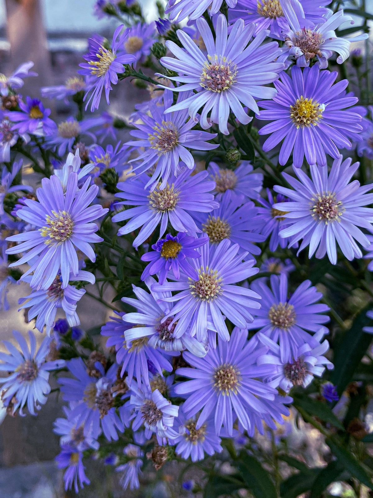 Heart Leaved Aster Seeds – Cordifolius Blue Wood Aster Flower – photo 9