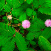 100 MIMOSA Pudica / SENSITIVE PLANT / Touch Me Not Flower Seeds