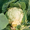 250 SNOWBALL CAULIFLOWER Brassica Oleracea Botrytis Vegetable Seeds