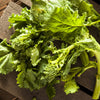 1000 EARLY Fall RAPINI BROCCOLI (Broccoli Raab / Broccoli Rabe / Brocoletti / Cima di Rapa) Brassica Ruvo Vegetable Seeds