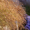 1000 SWITCHGRASS Tall Panic Switch Grass Panicum Virgatum Red Flower Seeds