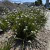 25 WHITE AFRICAN IRIS Fortnight Lily Dietes Iridioides Vegeta aka Cape or Butterfly Iris Yellow Purple Flower Seeds