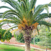 10 CANARY ISLAND Date PALM Phoenix Canariensis Tree Seeds
