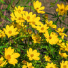 200 Yellow SWAMP MARIGOLD Bidens Aristosa Mutica Flower Seeds