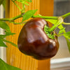 Chocolate Beauty Bell Pepper Sweet Brown Capsicum Annuum Vegetable Seeds – photo 3