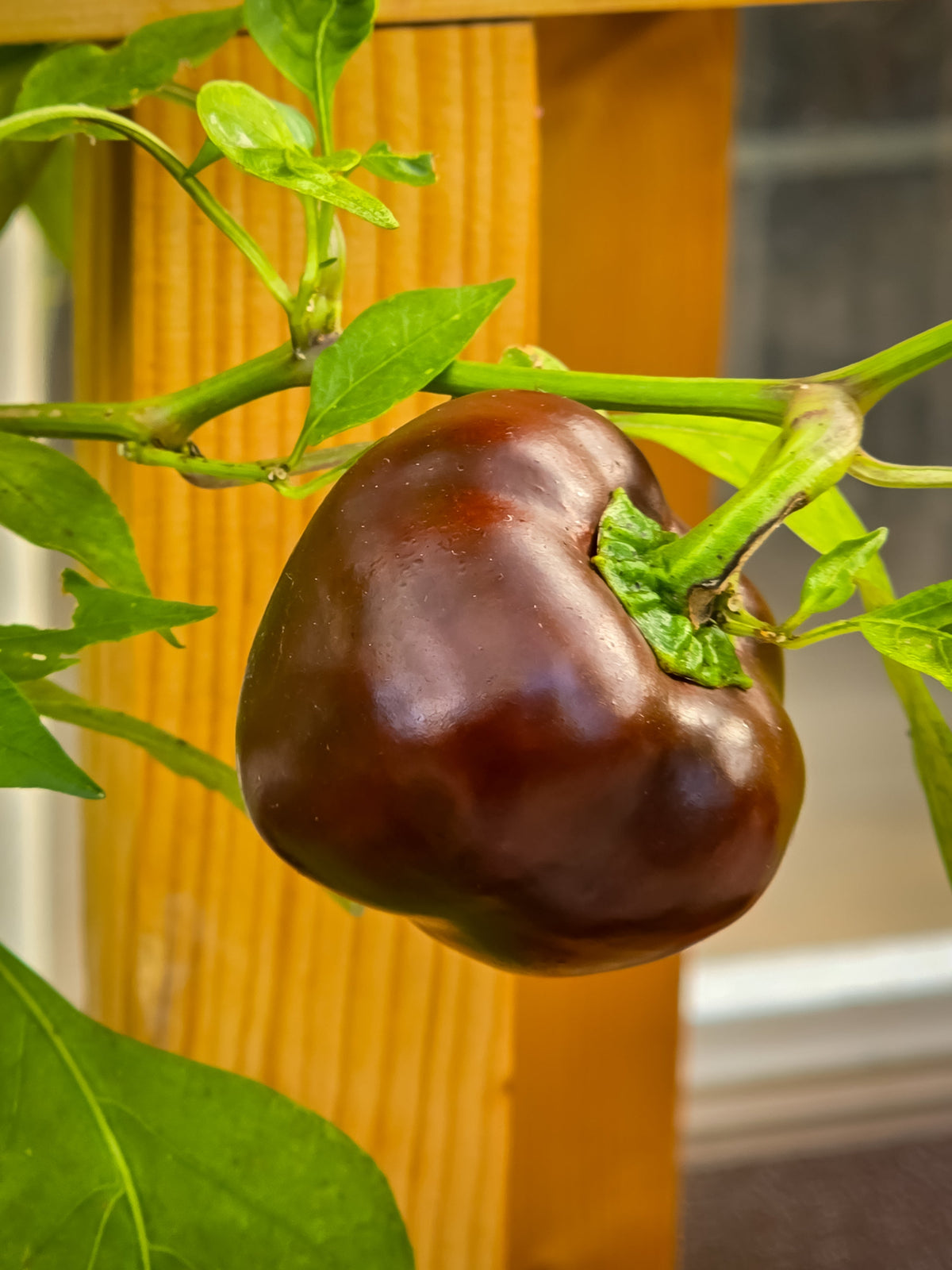 Chocolate Beauty Bell Pepper Sweet Brown Capsicum Annuum Vegetable Seeds – photo 3