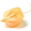 200 Organic GROUND CHERRY Physalis Pruinosa ( Golden Strawberry / Chinese Lantern ) Vegetable Seeds