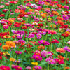 150 DWARF THUMBELINA ZINNIA Elegans Mixed Colors Flower Seeds