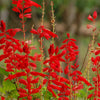 400 SCARLET SAGE (Lady-In-Red Salvia / Blood Sage / Red Texas Sage) Salvia Coccinea Flower Seeds