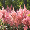 100 PINK MIX ASTILBE (False Spirea / False Goats Beard) Astilbe Chinensis Flower Seeds