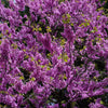 20 Eastern REDBUD TREE Cercis Canadensis Pink Flowering Native Tree Seeds