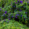 100 PURPLE MORNING GLORY Ipomoea Nil Flower Vine Seeds