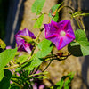100 GRANDPA OTT MORNING GLORY Ipomoea Purpurea Flower Vine Seeds