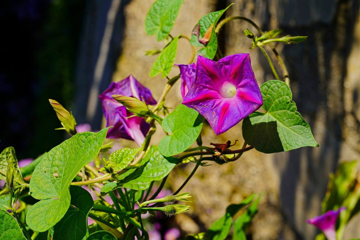 Grandpa Ott Morning Glory Seeds – Ipomoea Purpurea Flower Vine – photo 7