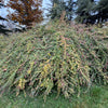 25 CORALBERRY Shrub Flower Pink Indian Currant Symphoricarpos Orbiculatus Seeds